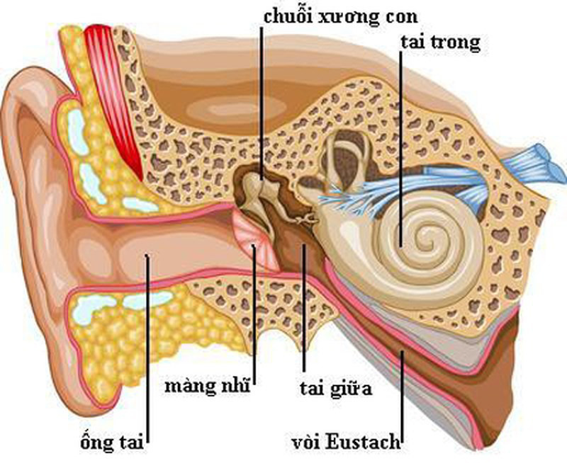 Viêm tai giữa cấp tính là gì và viêm tai giữa cấp tính điều trị như thế nào-11