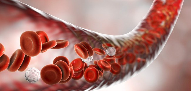 Lách đóng vai trò quan trọng đối với các tế bào hồng cầu và hệ thống miễn dịch.