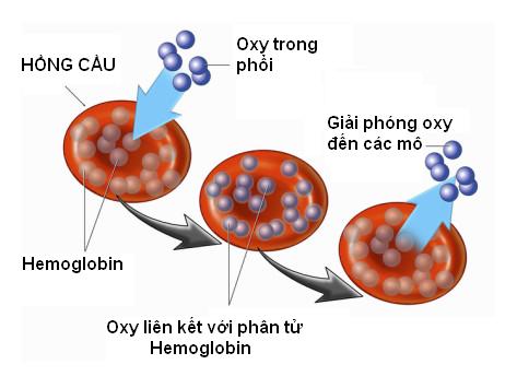 hemoglobin là gì 2