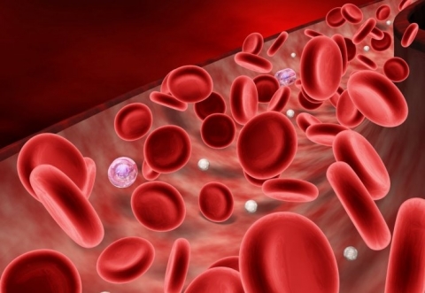 hemoglobin là gì 3
