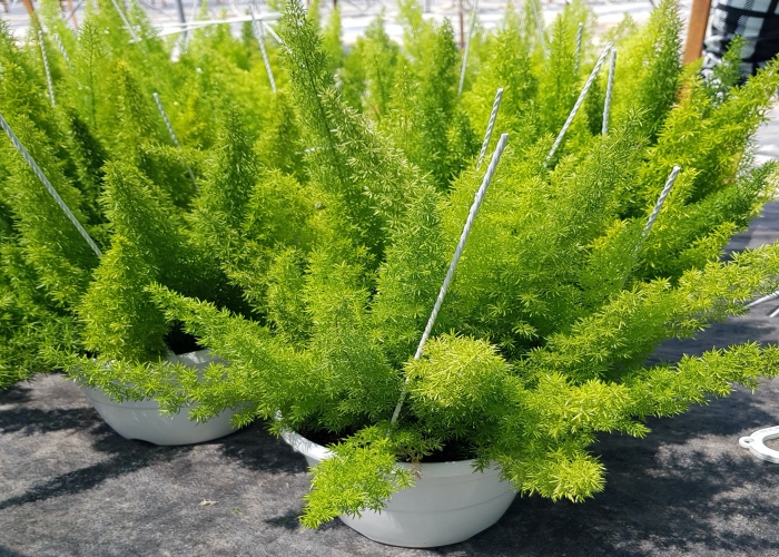 Cây đuôi chồn và những tác dụng hiệu quả đối với sức khỏe - Ảnh 1. Cây đuôi chồn và những tác dụng hiệu quả đối với sức khỏe - Ảnh 1.