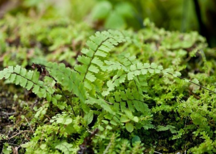 Cây đuôi chồn và những tác dụng hiệu quả đối với sức khỏe - Ảnh 2. Cây đuôi chồn và những tác dụng hiệu quả đối với sức khỏe - Ảnh 2.