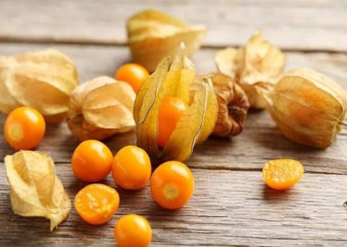 Một số lưu ý khi sử dụng tầm bóp Một số lưu ý khi sử dụng cây rau tầm bóp