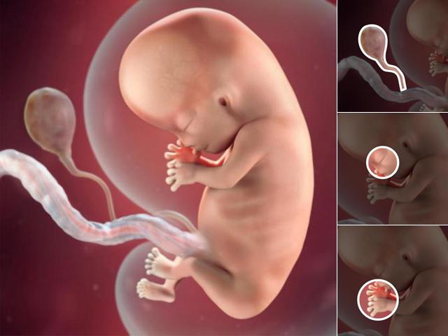 Tìm hiểu sự phát triển của thai nhi trong 3 tháng đầu thai kỳ - Ảnh 2.