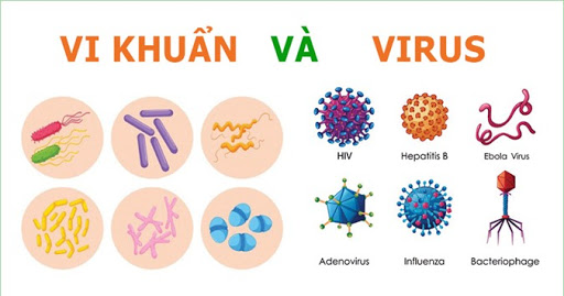 phân biệt vi khuẩn và virus