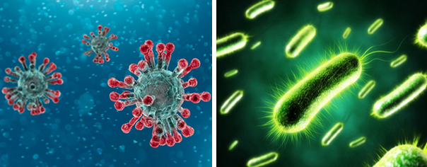 so sánh virus và vi khuẩn