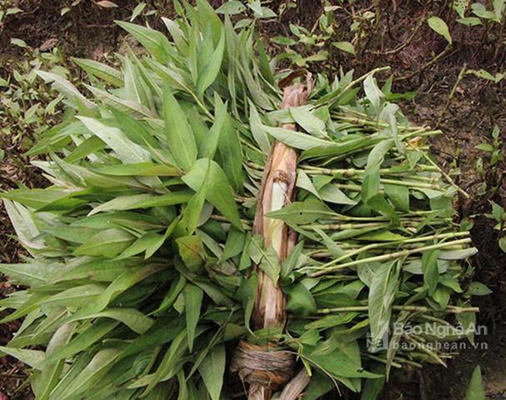 Bà bầu kiêng ăn rau gì? - Ảnh 7. có thai không nên ăn rau gì