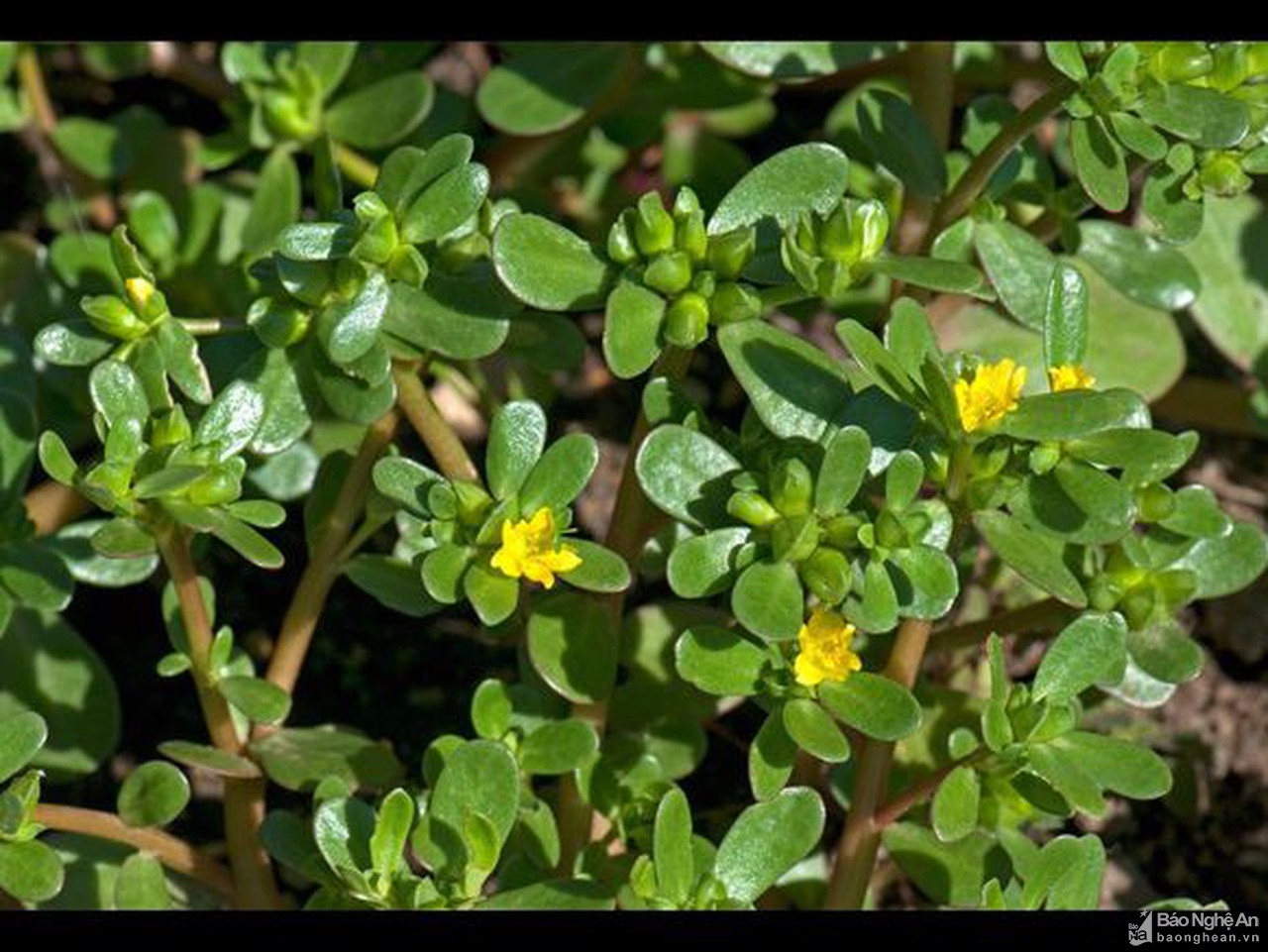 Bà bầu kiêng ăn rau gì? - Ảnh 5. những loại rau bà bầu không nên ăn