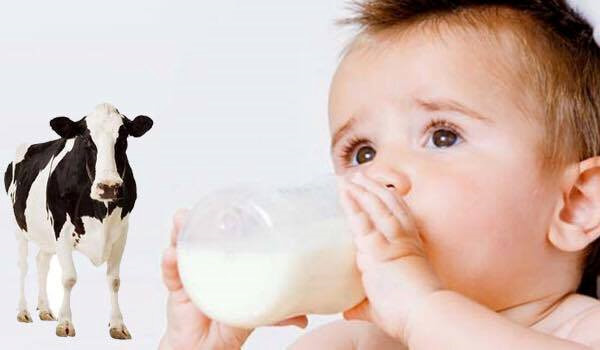 Sữa bò hay sữa dê dễ gây dị ứng hơn?