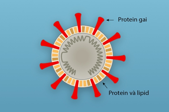 Có giới hạn nào về số lượng virus SARS-CoV-2 có thể đột biến (biến thể COVID-19) không? - Ảnh 2.