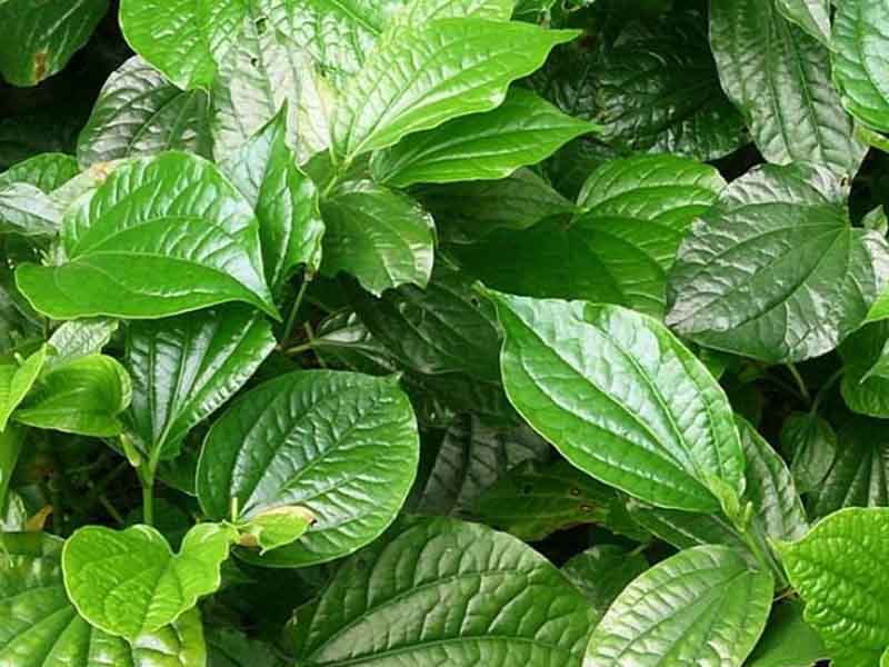 Phụ nữ sau sinh không nên ăn rau gì? Điểm danh các loại rau bà đẻ không nên ăn - Ảnh 3.