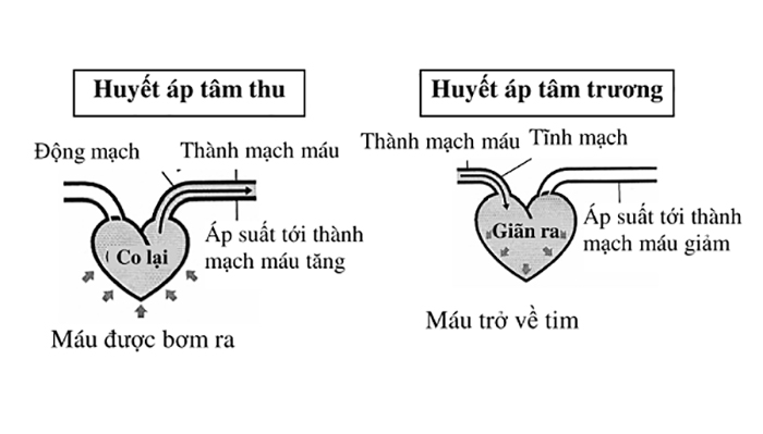 Mối Liên Hệ Giữa Huyết Áp Tâm Thu và Sức Khỏe Tổng Thể