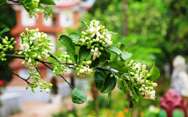 Hoa bưởi tháng 3: Những lợi ích cho sức khỏe từ hoa bưởi có thể bạn chưa biết