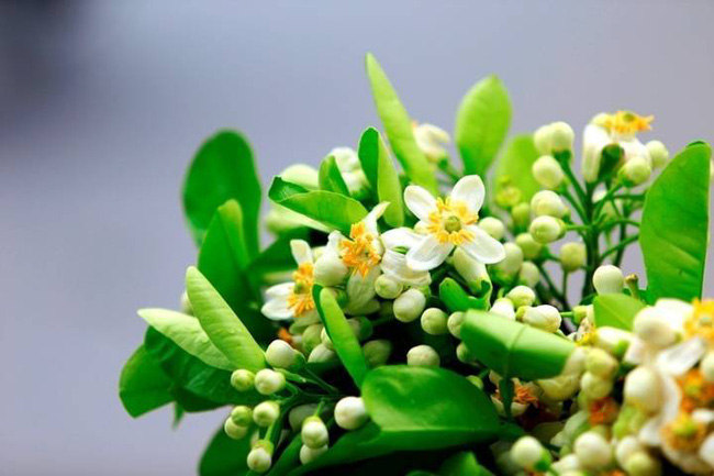 Hoa bưởi tháng 3: Những lợi ích cho sức khỏe từ hoa bưởi có thể bạn chưa biết - Ảnh 2.
