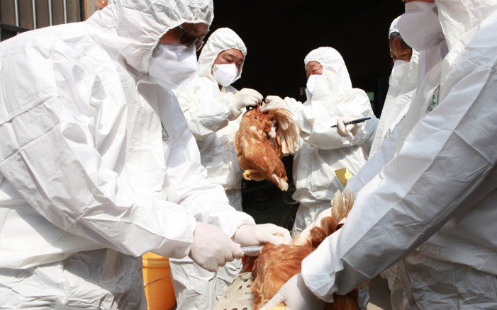 FAO và WHO khuyến nghị Việt Nam cần cảnh giác với chủng cúm A (H5N8) lây từ gia cầm sang người
