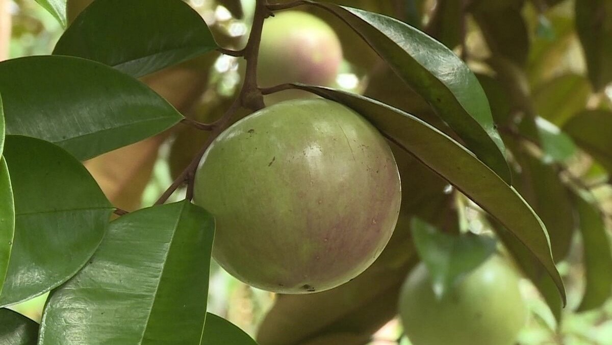 Ăn vú sữa có tốt không? Tác dụng của vú sữa đối với sức khỏe có thể bạn chưa biết - Ảnh 1.