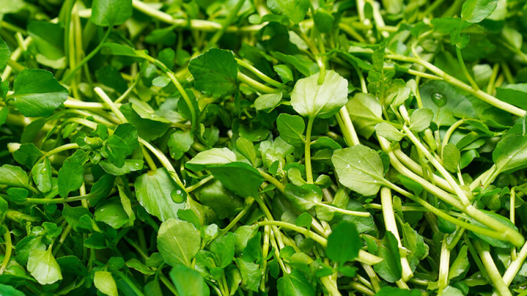 Cải xoong: Điểm danh những tác dụng của cải xoong đối với sức khỏe - Ảnh 4. Cải xoong: Điểm danh những tác dụng của cải xoong đối với sức khỏe - Ảnh 4.