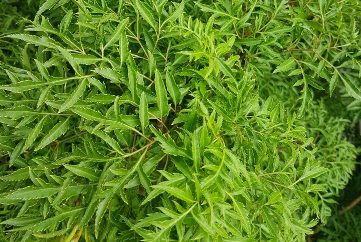 Lá đinh lăng có tác dụng gì?