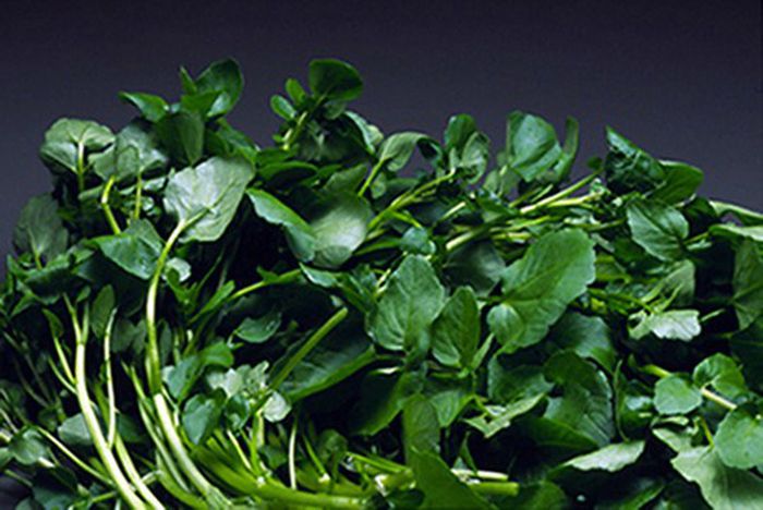 Cải xoong: Điểm danh những tác dụng của cải xoong không thể bỏ qua đối với sức khỏe - Ảnh 1. Cải xoong: Điểm danh những tác dụng của cải xoong không thể bỏ qua đối với sức khỏe - Ảnh 1.