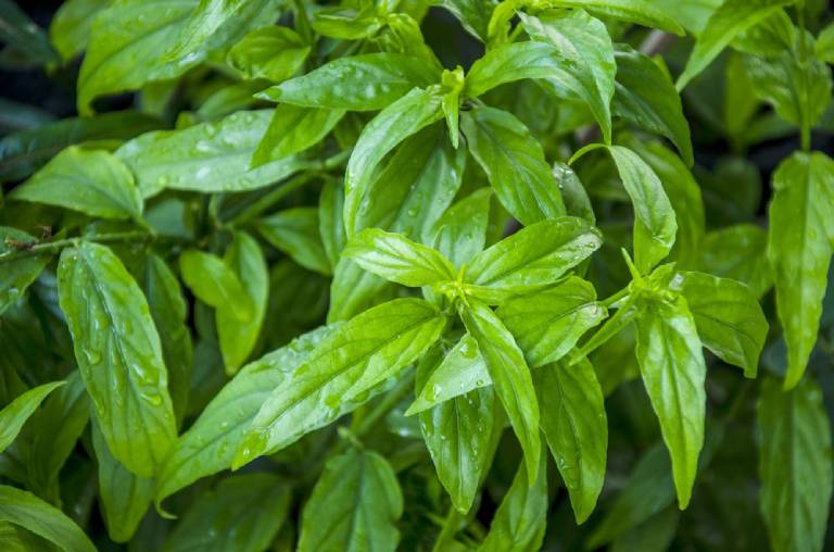 Khám phá công dụng chữa bệnh của cây bìm bịp: Vị thuốc vàng phòng chống ung thư - Ảnh 2. Khám phá công dụng chữa bệnh của cây bìm bịp: Vị thuốc vàng phòng chống ung thư - Ảnh 2.