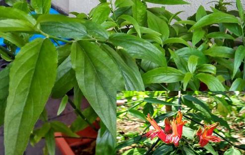 Khám phá công dụng chữa bệnh của cây bìm bịp: Vị thuốc vàng phòng chống ung thư - Ảnh 1. Khám phá công dụng chữa bệnh của cây bìm bịp: Vị thuốc vàng phòng chống ung thư - Ảnh 1.