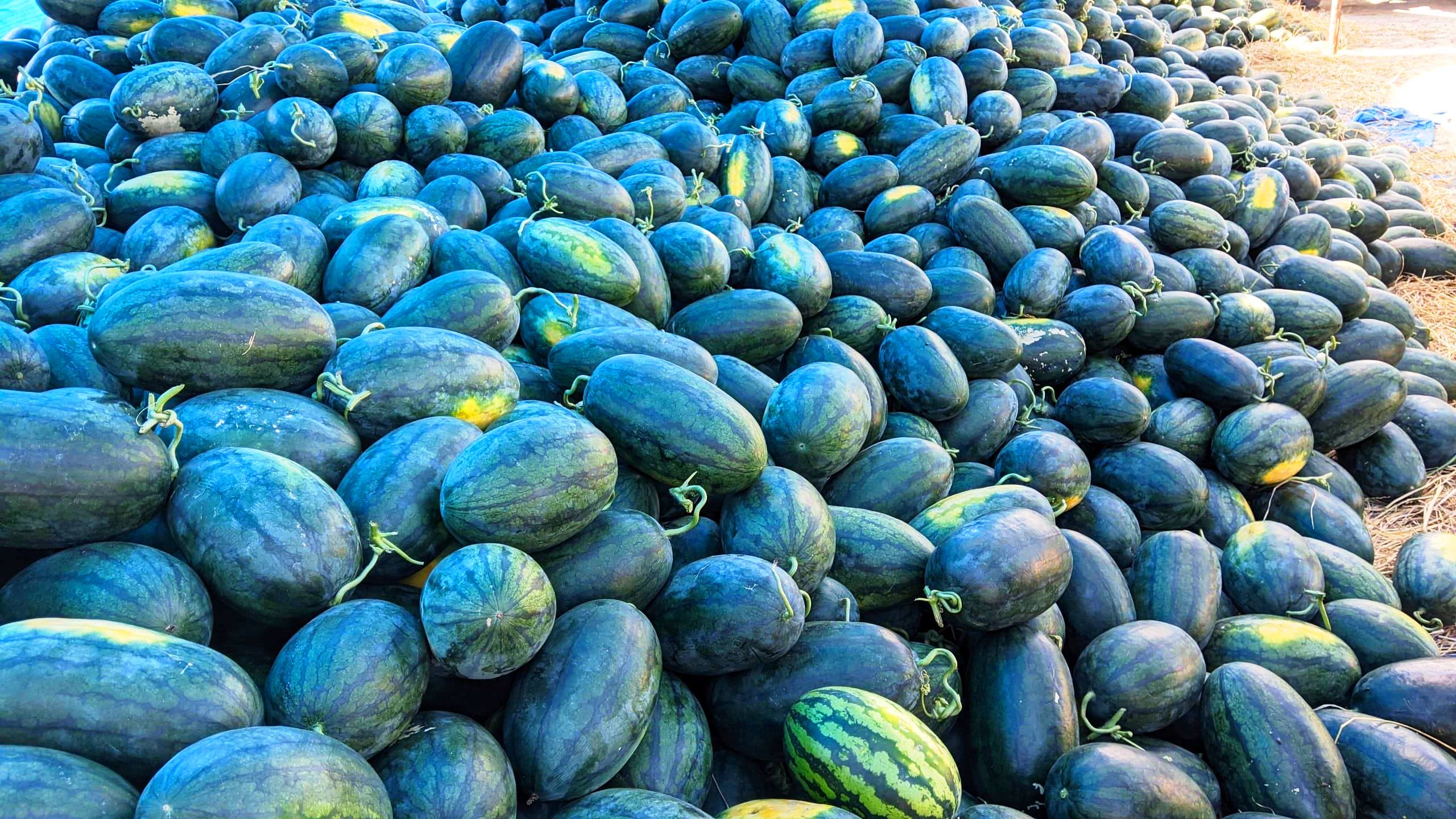 Mùa hè đến có nên ăn nhiều dưa hấu không? Ăn dưa hấu có tác dụng gì? - Ảnh 1. Mùa hè đến có nên ăn nhiều dưa hấu không? Ăn dưa hấu có tác dụng gì? - Ảnh 1.