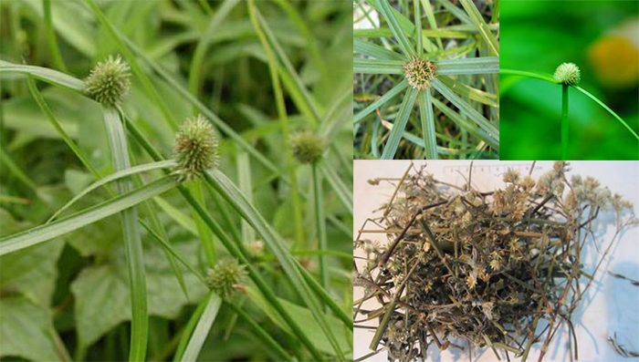 Cỏ bạc đầu ông là cây gì? Cỏ bạc đầu ông có tác dụng gì đối với sức khoẻ con người? - Ảnh 2.