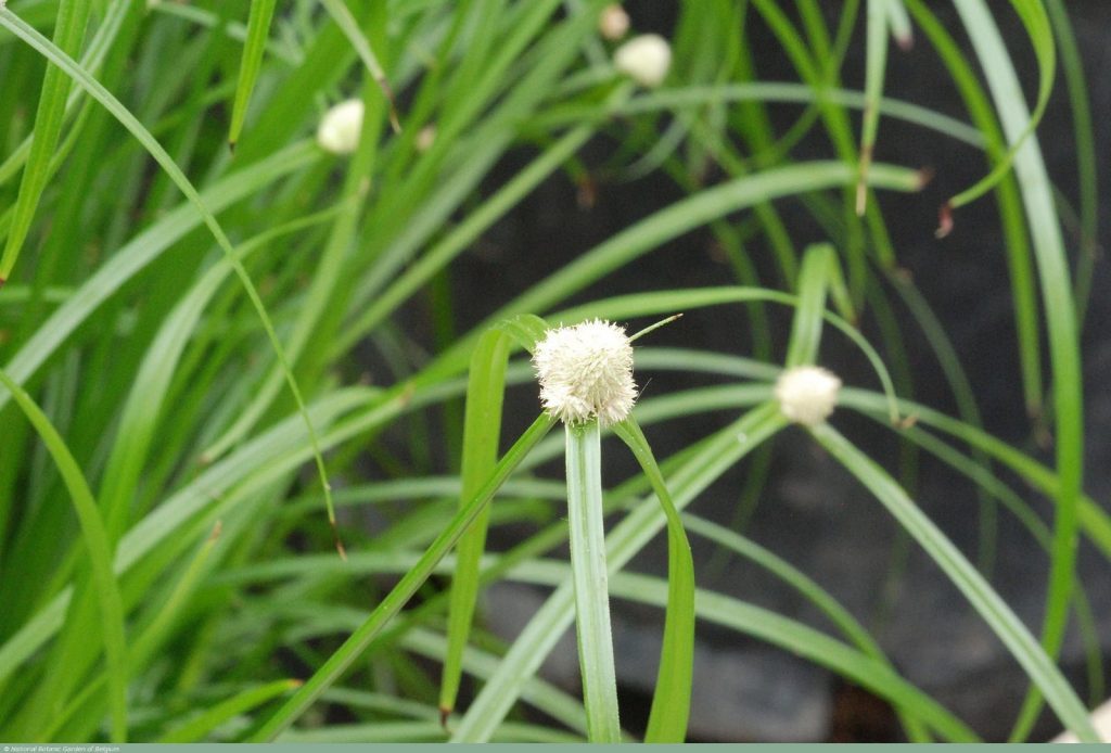 Cỏ bạc đầu ông là cây gì? Cỏ bạc đầu ông có tác dụng gì đối với sức khoẻ con người? - Ảnh 4.