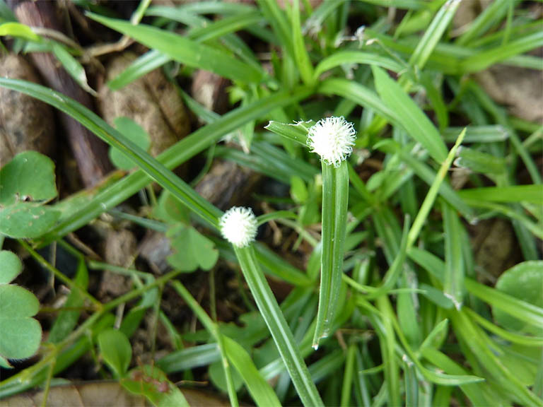 Cỏ bạc đầu ông là cây gì? Cỏ bạc đầu ông có tác dụng gì đối với sức khoẻ con người? - Ảnh 6.