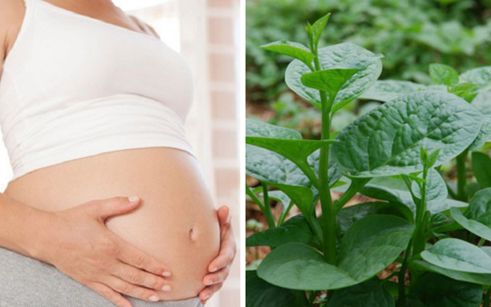 Rau mồng tơi là rau gì? Bà bầu ăn rau mồng tơi được không?