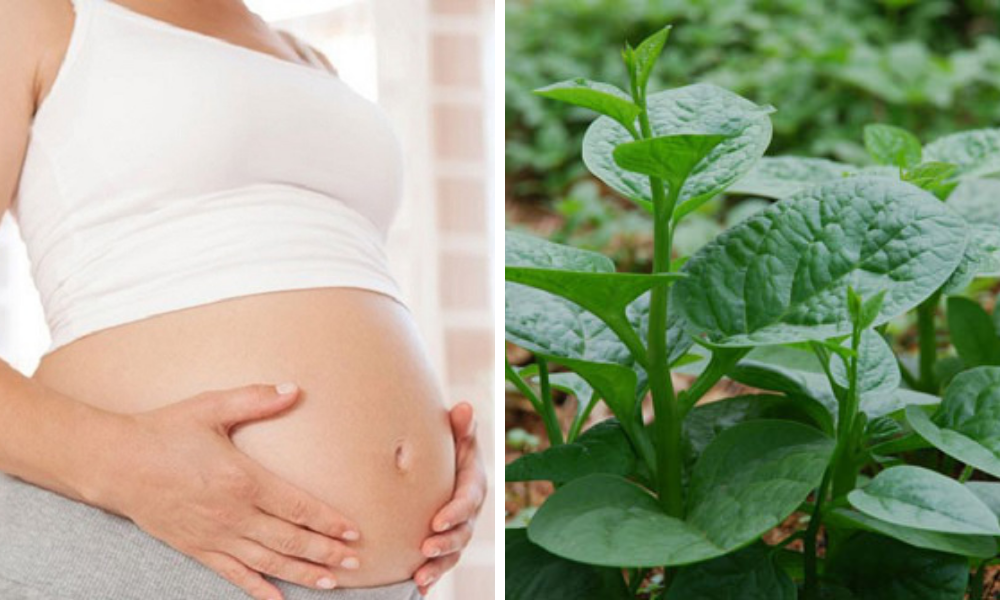 Giải đáp thắc mắc bà bầu ăn rau mồng tơi được không? - Ảnh 2.