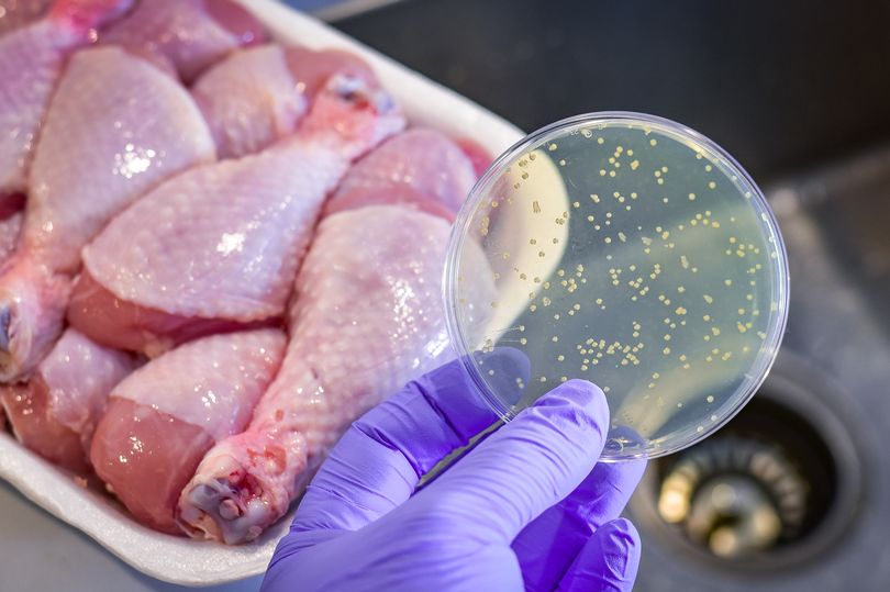 Thực phẩm nào có thể nhiễm khuẩn Salmonella - nguyên nhân được hướng đến trong vụ ngộ độc tại trường iSchool Nha Trang? - Ảnh 4.