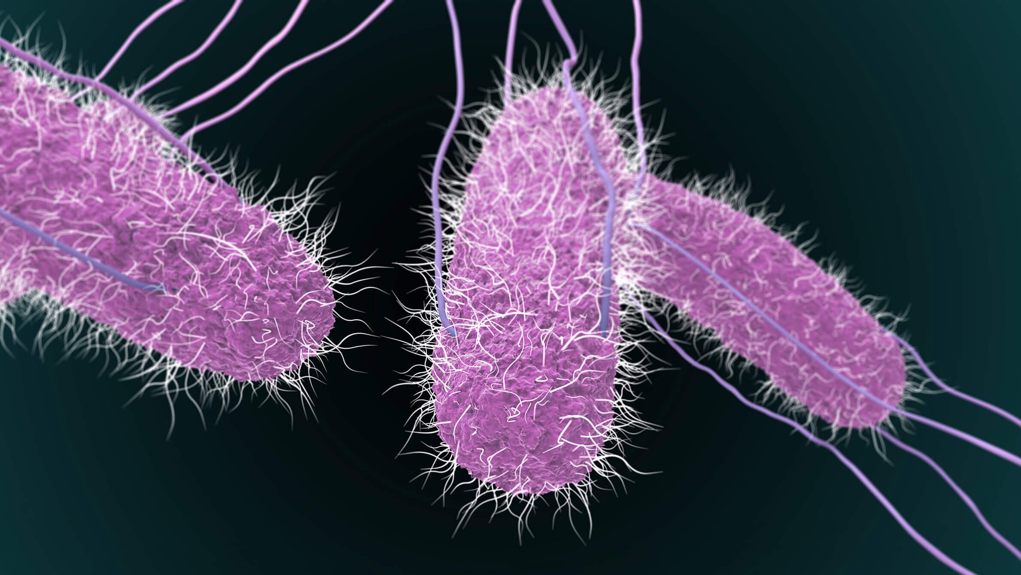 Thực phẩm nào có thể nhiễm khuẩn Salmonella - nguyên nhân được hướng đến trong vụ ngộ độc tại trường iSchool Nha Trang? - Ảnh 1.