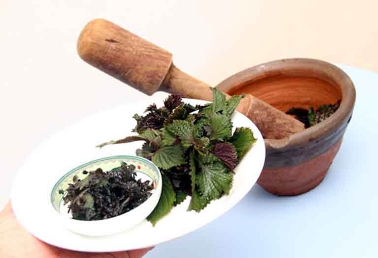 Đắp lá tía tô có tác dụng gì? Gợi ý một số biện pháp làm đẹp từ lá tía tô - Ảnh 2. Đắp lá tía tô có tác dụng gì? Gợi ý một số biện pháp làm đẹp từ lá tía tô - Ảnh 2.