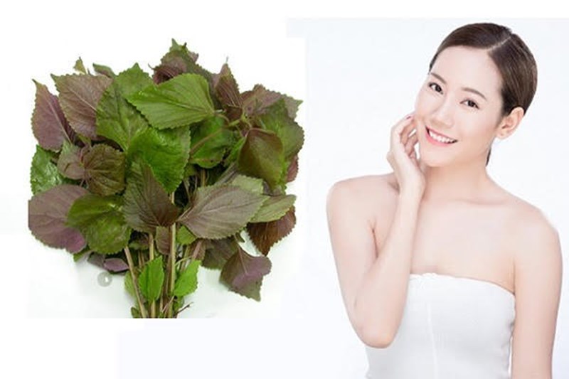 Đắp lá tía tô có tác dụng gì? Gợi ý một số biện pháp làm đẹp từ lá tía tô - Ảnh 1. Đắp lá tía tô có tác dụng gì? Gợi ý một số biện pháp làm đẹp từ lá tía tô - Ảnh 1.