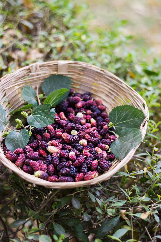 Dâu tằm đang vào cuối mùa, đừng bỏ lỡ loại quả tốt cho sức khoẻ này! - Ảnh 2.