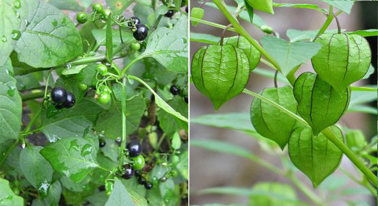 Thù lù đực có tác dụng gì đối với sức khoẻ con người? - Ảnh 2. Thù lù đực có tác dụng gì đối với sức khoẻ con người? - Ảnh 2.