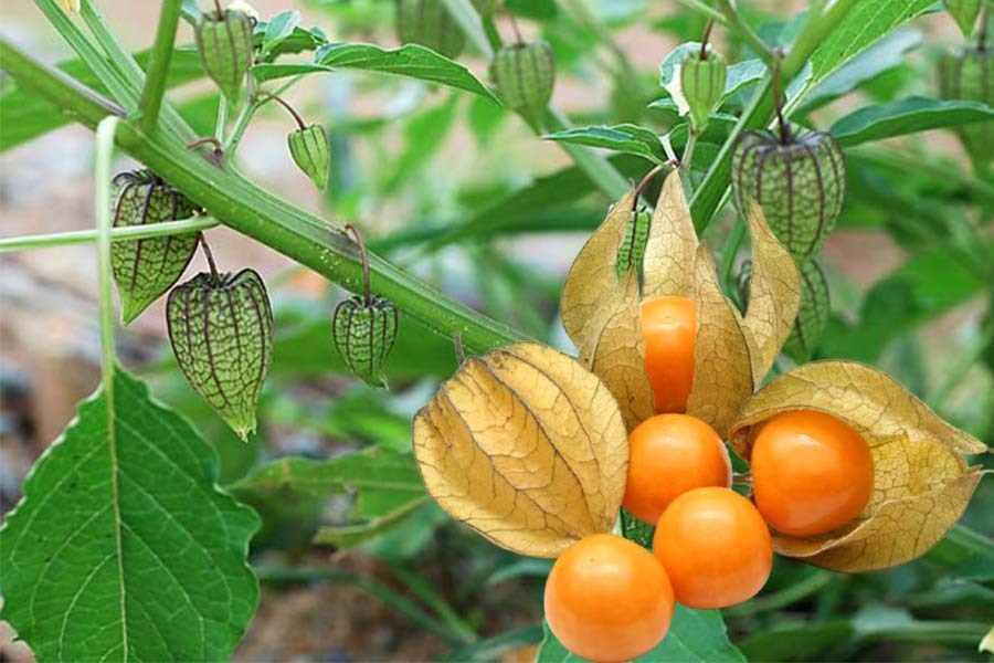 Thù lù đực có tác dụng gì đối với sức khoẻ con người? - Ảnh 3. Thù lù đực có tác dụng gì đối với sức khoẻ con người? - Ảnh 3.