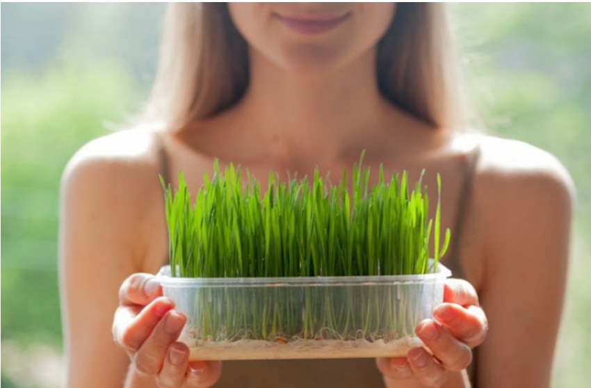 CỎ LÚA MÌ CÓ TÁC DỤNG GÌ - Ảnh 2. CỎ LÚA MÌ CÓ TÁC DỤNG GÌ - Ảnh 2.