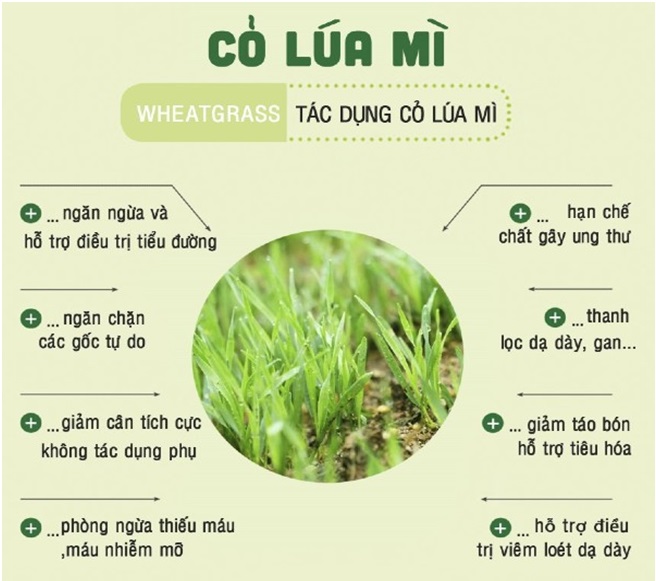 CỎ LÚA MÌ CÓ TÁC DỤNG GÌ - Ảnh 1. CỎ LÚA MÌ CÓ TÁC DỤNG GÌ - Ảnh 1.
