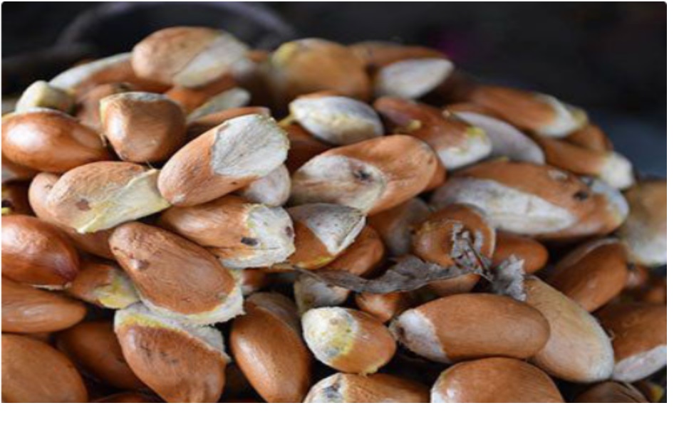 Hột sầu riêng có tác dụng gì? - Ảnh 4.