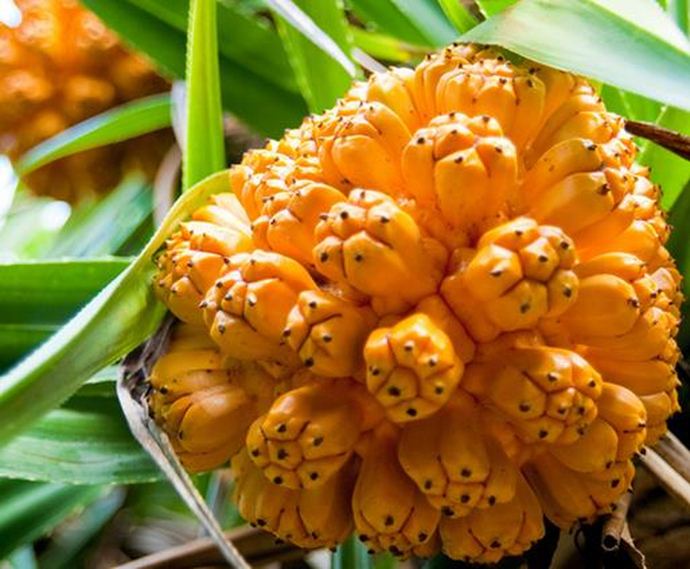 Dứa rừng là gì? Dứa rừng có tác dụng gì đối với sức khỏe? - Ảnh 2.