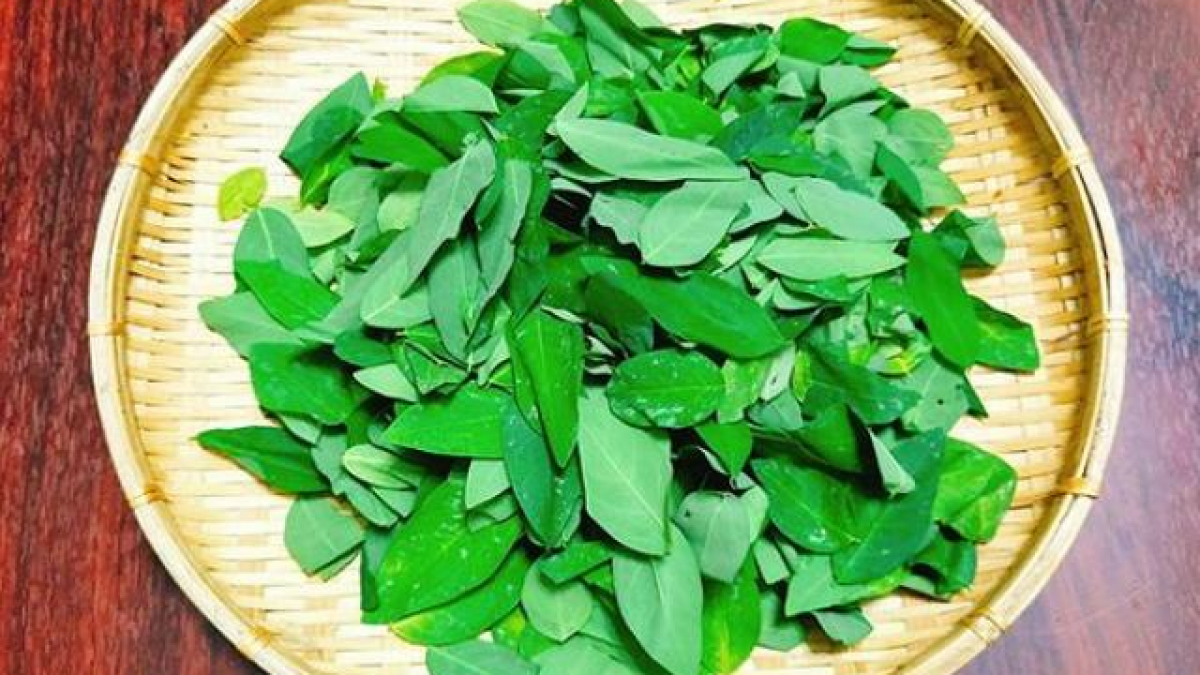 Ăn rau ngót có tác dụng gì? Những lưu ý khi ăn loại rau này - Ảnh 2.