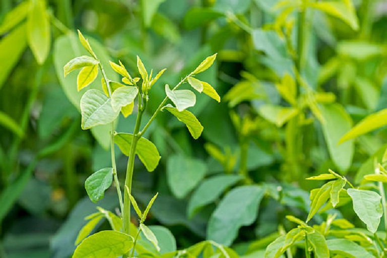 Ăn rau ngót có tác dụng gì? Những lưu ý khi ăn loại rau này - Ảnh 4.