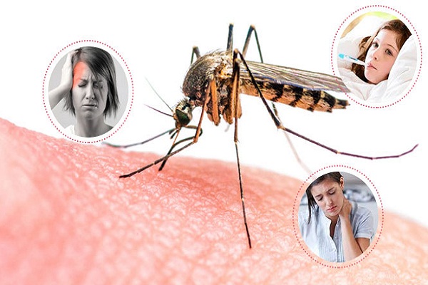 Các triệu chứng của sốt xuất huyết Dengue so với sốt Chikungunya khác nhau như thế nào? - Ảnh 2.