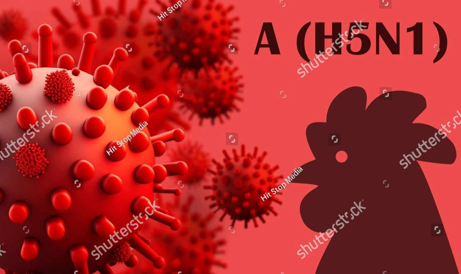 Cúm A/H9 có phải là loại virus cúm gia cầm có độc lực cao?- Ảnh 3.