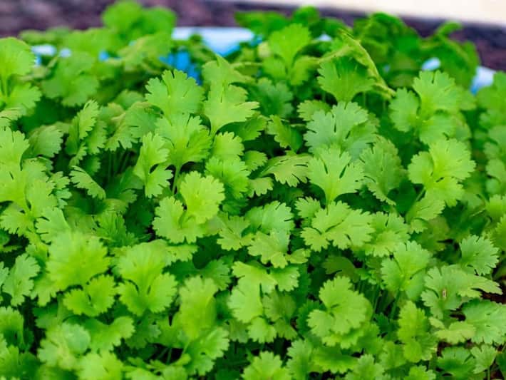 6 loại thảo mộc giúp giải nhiệt cho cơ thể trong mùa hè- Ảnh 2.
