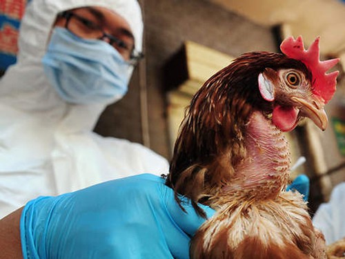 FAO và WHO khuyến nghị Việt Nam cần cảnh giác với chủng cúm A (H5N8) lây từ gia cầm sang người - Ảnh 2.