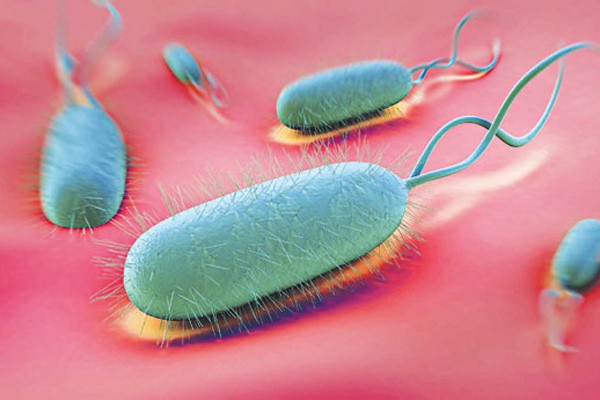 Vi khuẩn HP là gì? Nguyên nhân và cách điều trị vi khuẩn HP - Ảnh 1.