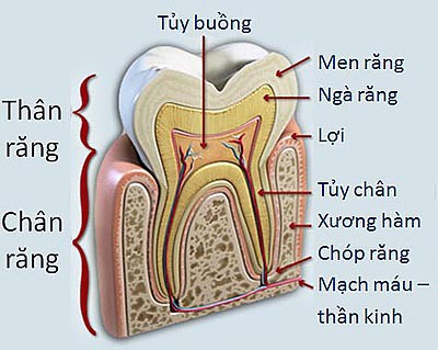 Các dấu hiệu viêm tuỷ răng thường gặp  - Ảnh 1.